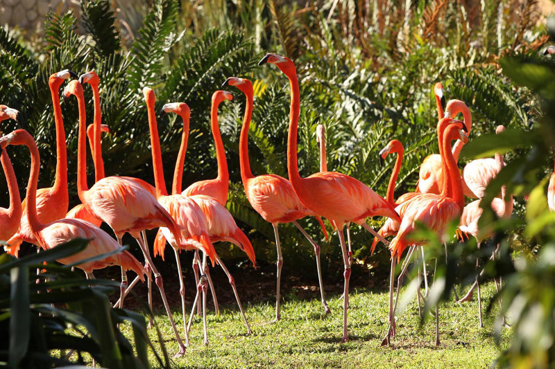 Flamingos at Jungle Island Park, Miami - Revista Travelr